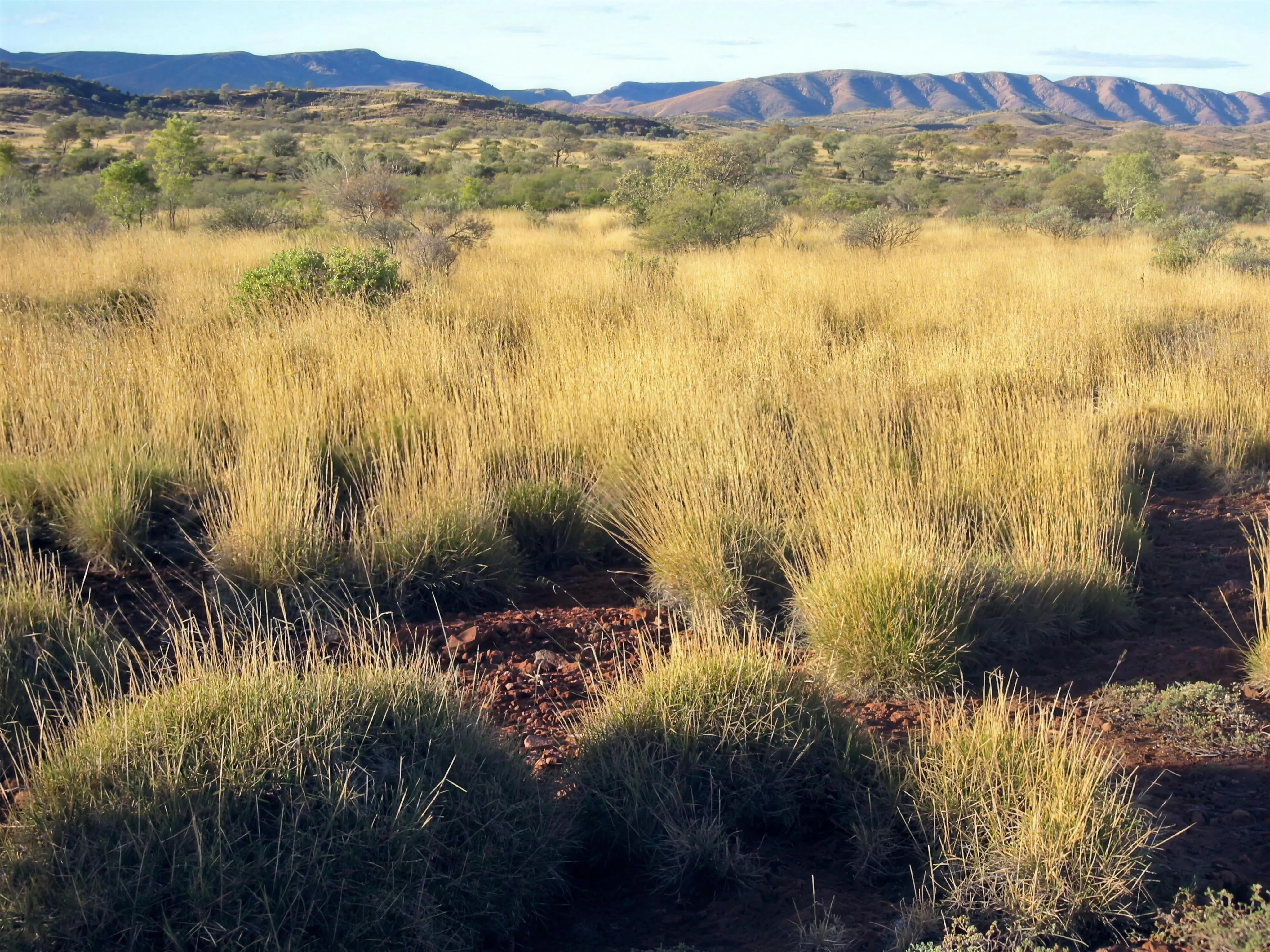 Spinifex plain and ranges in Central Australia